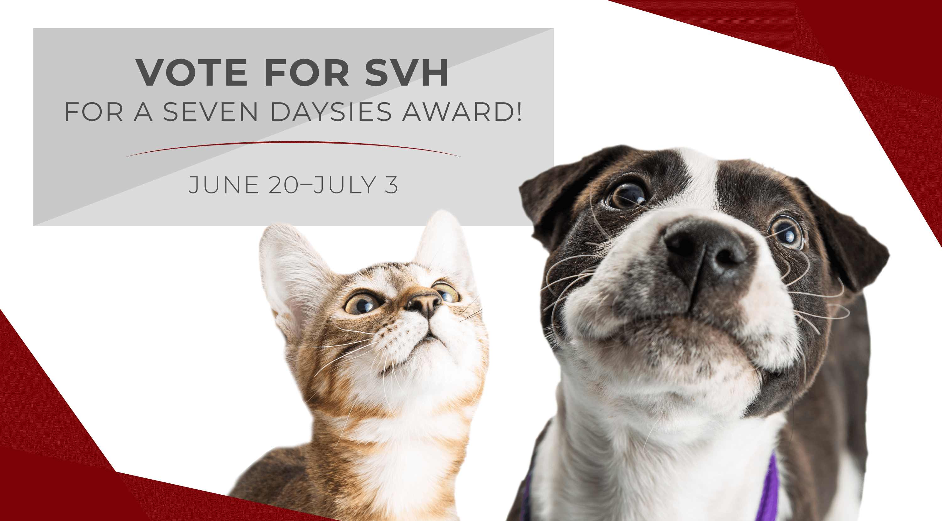 Welcome to SVH - Dogs