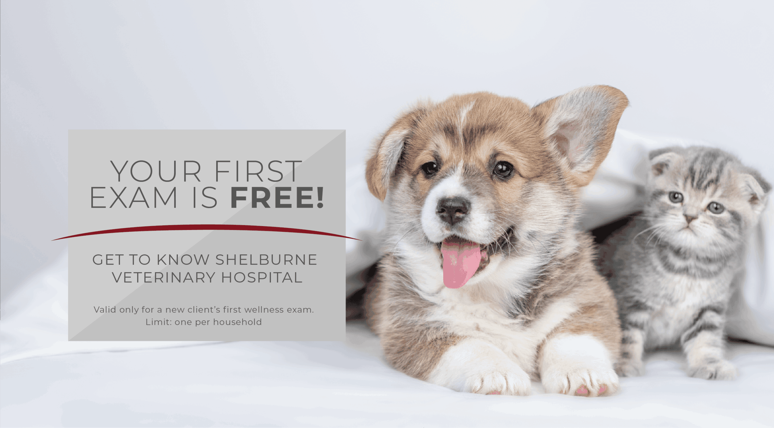Welcome to SVH - Dogs