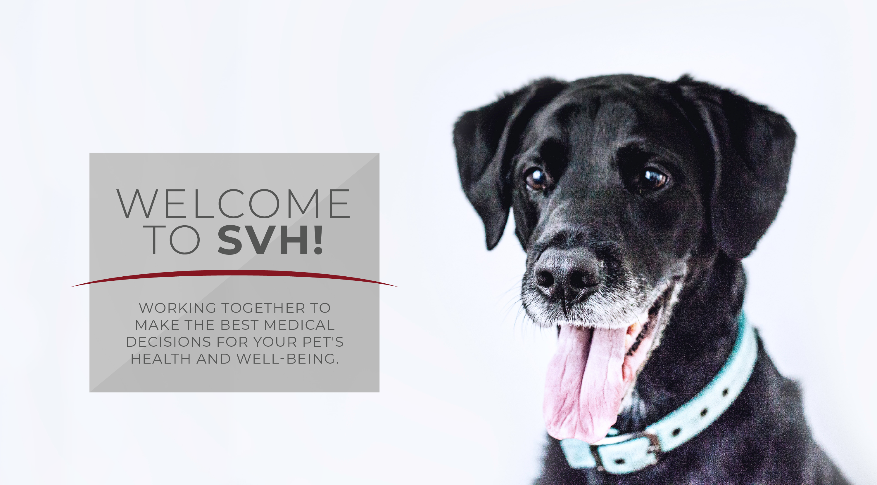 Welcome to SVH - Dogs