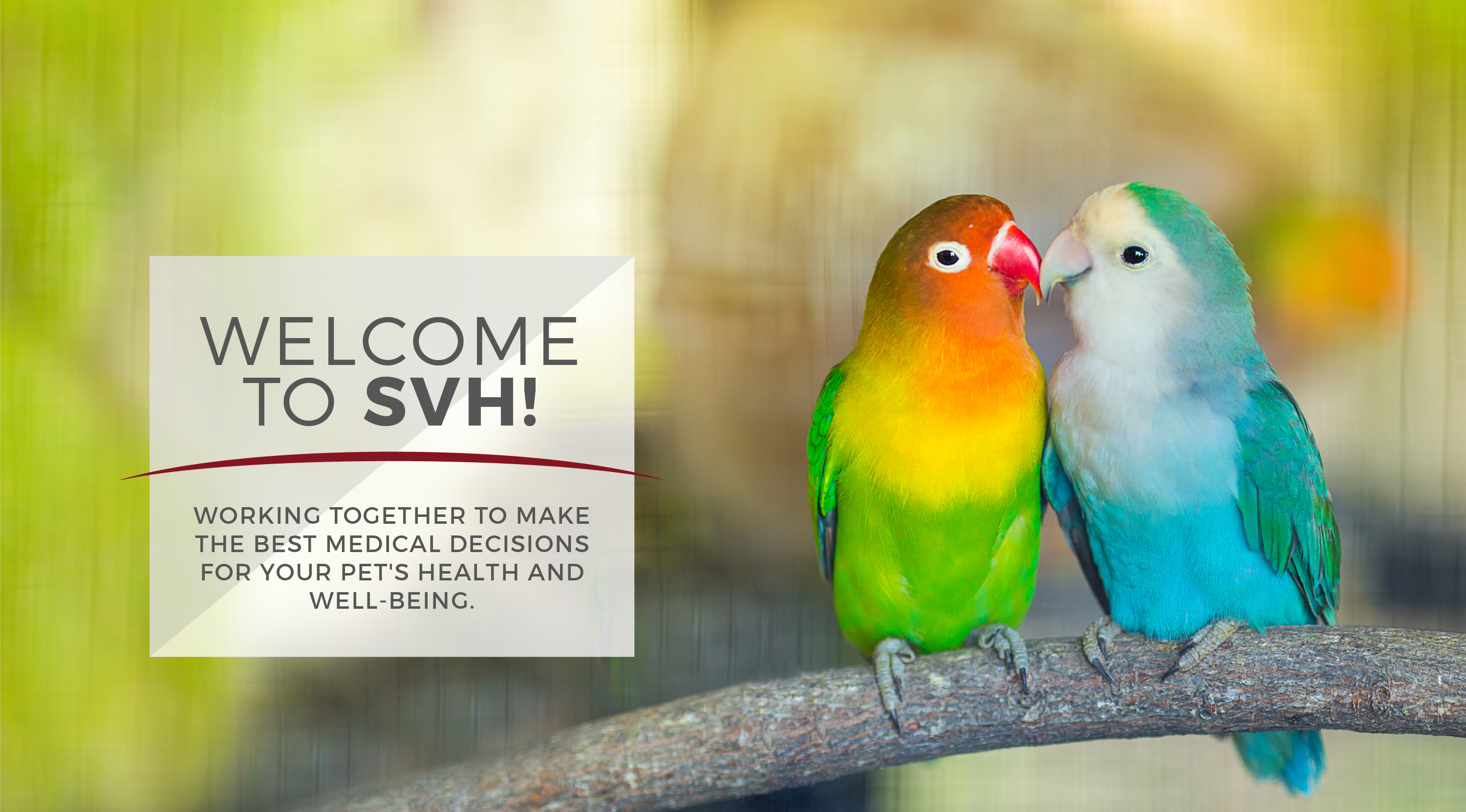 Welcome to SVH - Birds