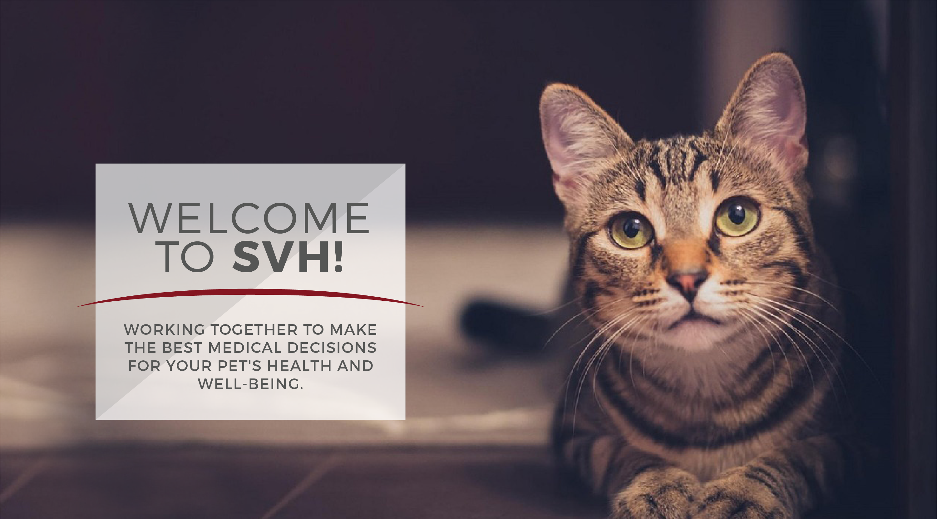 Welcome to SVH - Cats