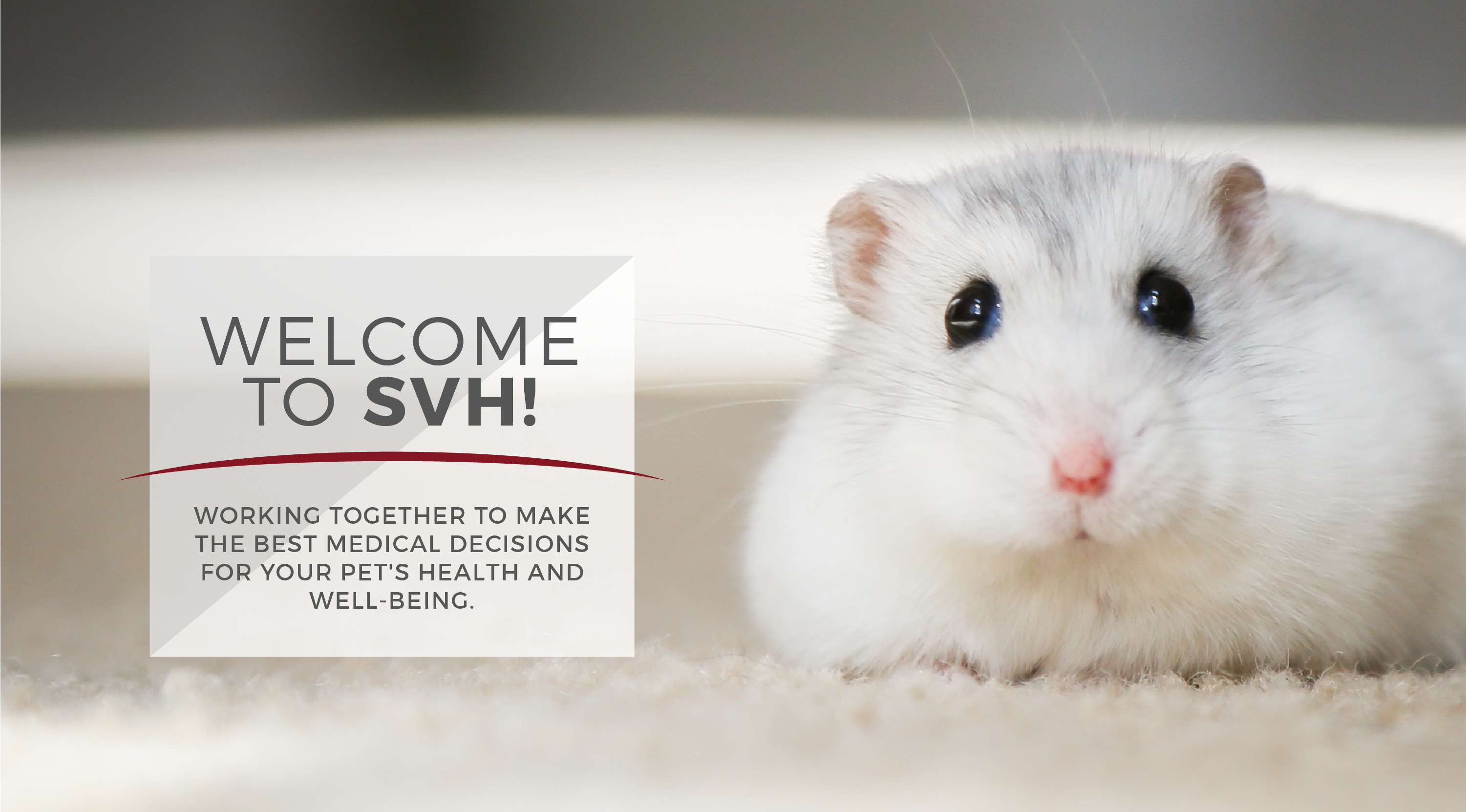 Welcome to SVH - Hamsters